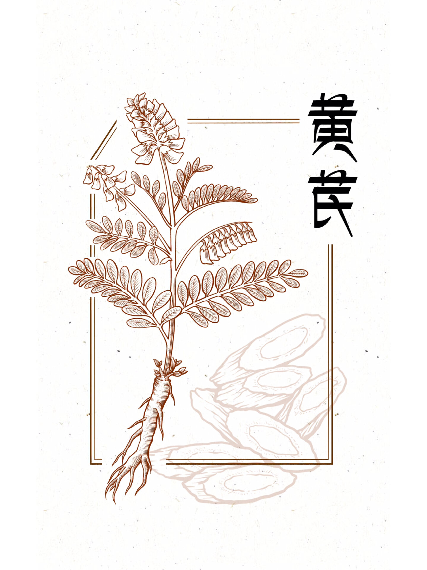 钢笔画|中草药|黄芪