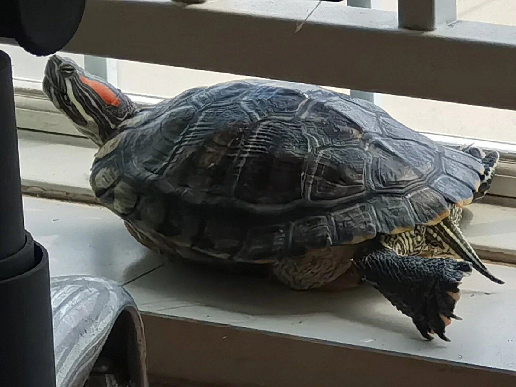 偷拍晒壳的大巴西龟 这表情天天看不起我的样子