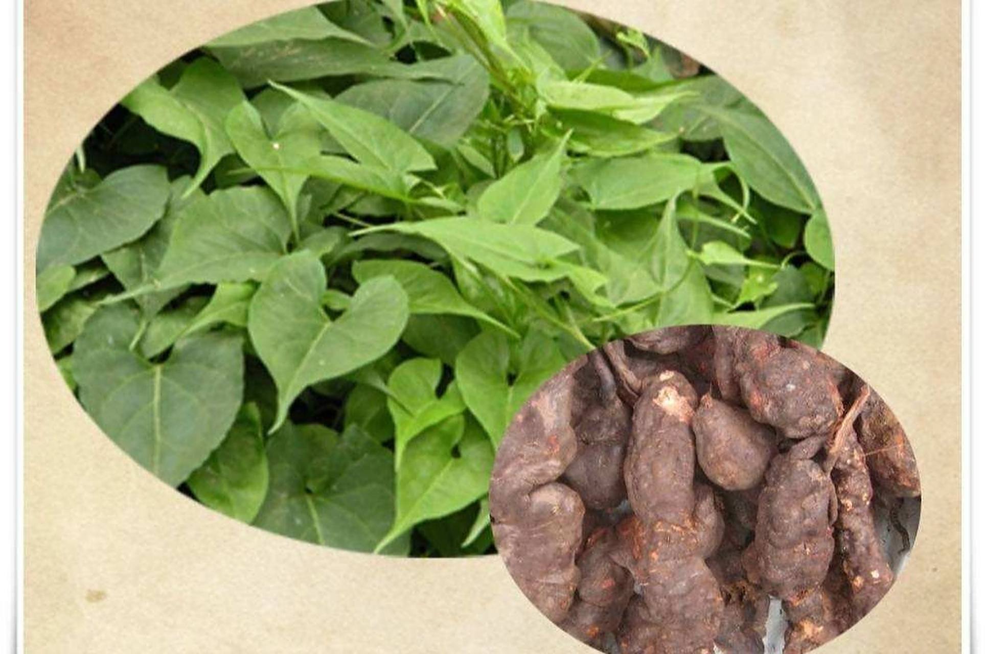 用药部位:为蓼科植物何首乌的干燥块根.