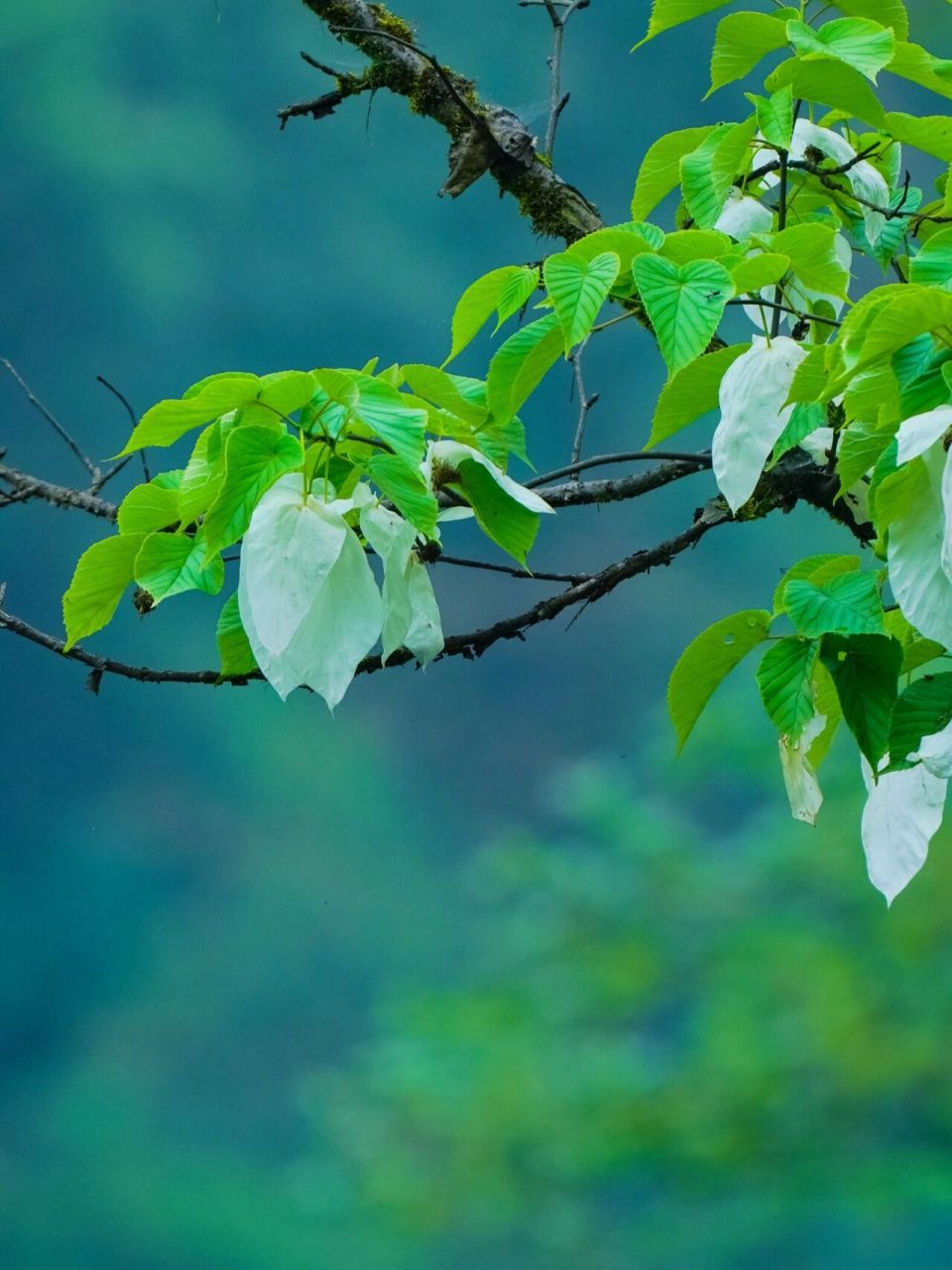 山茱萸科 珙桐属