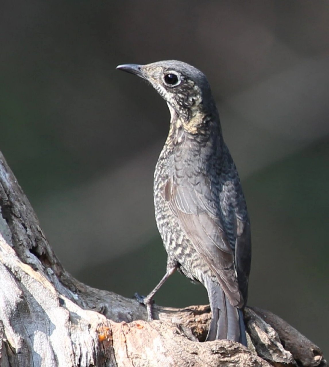 云南百花岭观鸟～栗腹矶鸫(雌鸟)  672023.2.12号记录于百花岭.