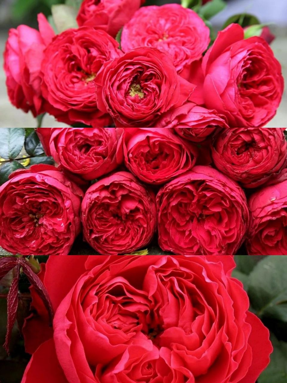 推荐8款红色系月季,你最喜欢哪一款?