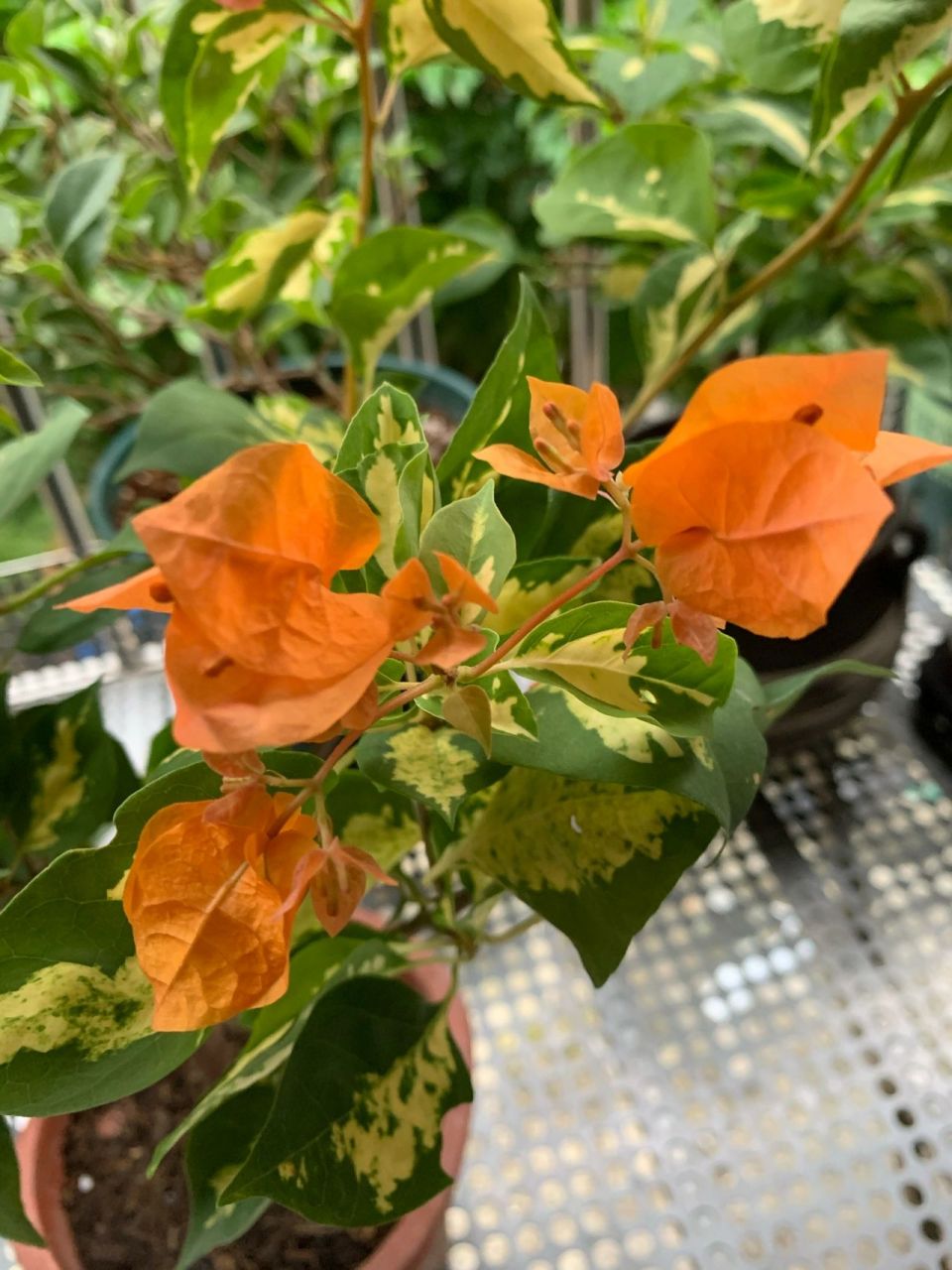 金心龙舌～三角梅 养养眼,刚刚开箱,金心橙,也叫金心龙舌,太美啦