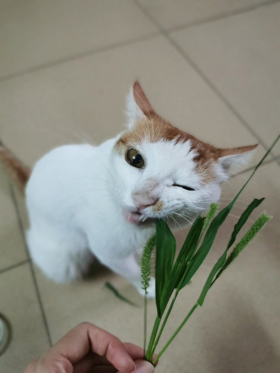 血泪教训 千万别让猫吃狗尾巴草 之前看到有博主说猫子喜欢吃狗尾巴草