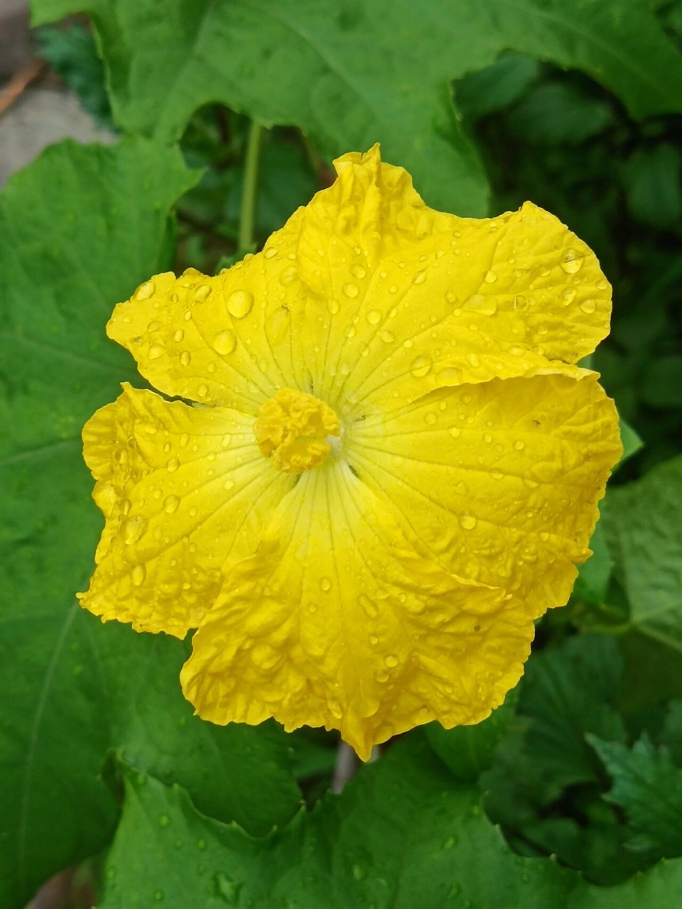 丝瓜的小黄花,很漂亮 94丝瓜是葫芦科,丝瓜属,一年生攀援草本植物