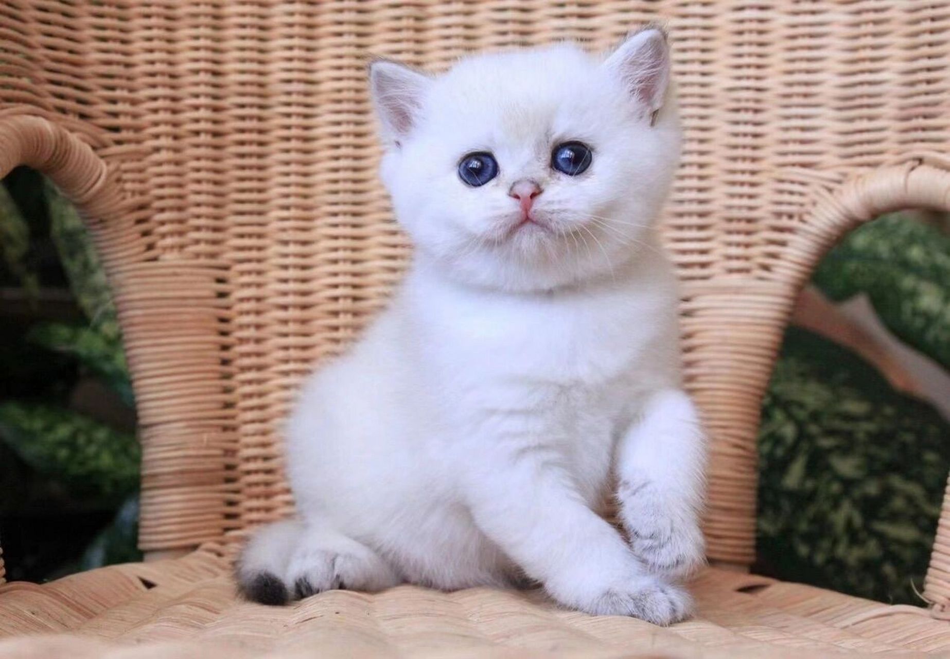 97繁育课堂丨小鹿金渐层介绍(3) 6015继续之前的分享6015