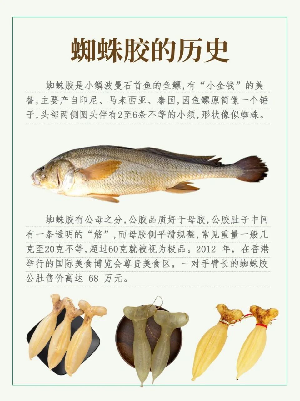 鱼胶中的"lv"蜘蛛胶 【鱼种】 √蜘蛛胶是小鳞波曼石首鱼的鱼鳔,有"小