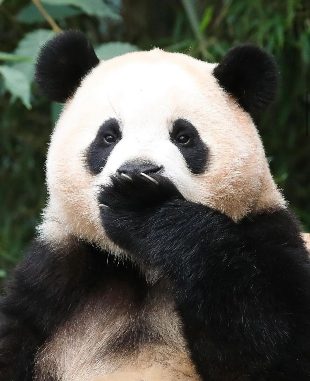 福宝93 我们身处韩国的大熊猫宝贝 福宝 被韩国保育员爷爷照顾的