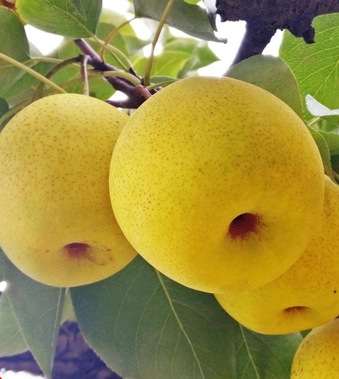 1644年,绥中乡绅白辅臣祖上随顺治皇帝入关,后为朝廷管理皇家粮田.