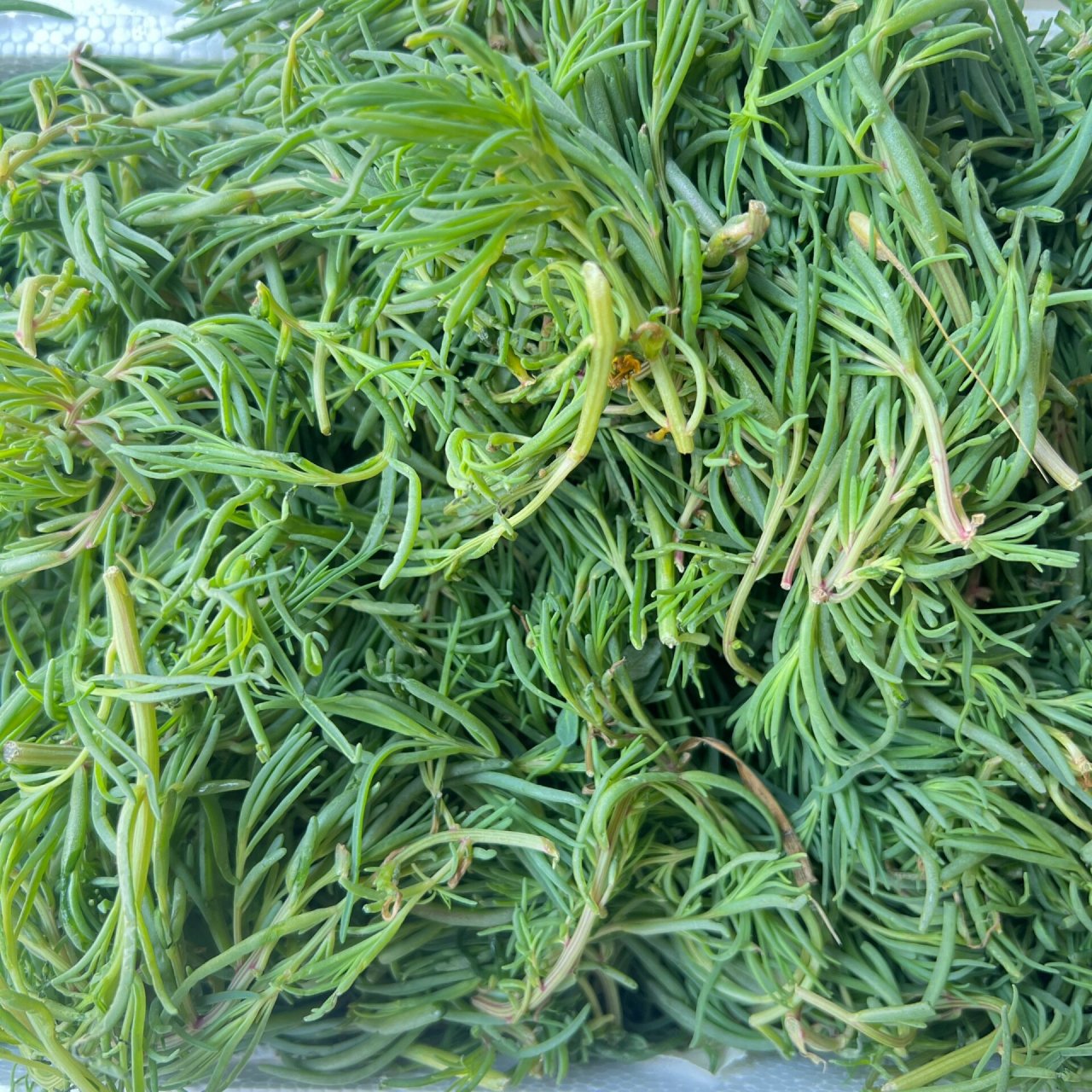 淘宝6块钱一斤海蓬菜不香嘛 今年胶州这边没有蓬蓬菜,别找了.