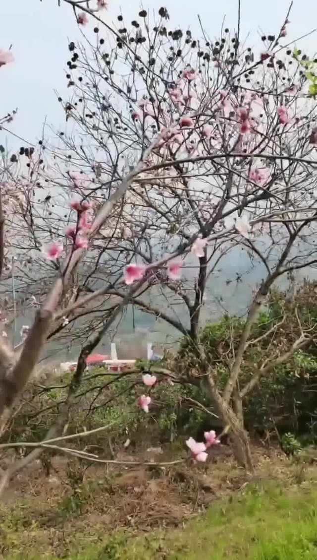 铜梁花果山图片