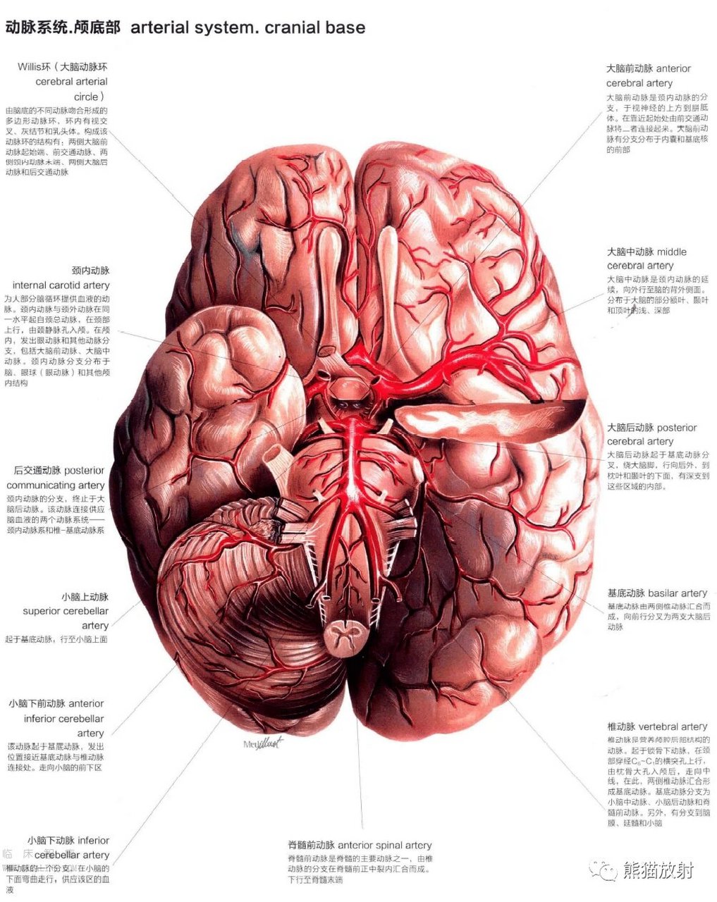 *大脑中动脉不参与willis环的构成.