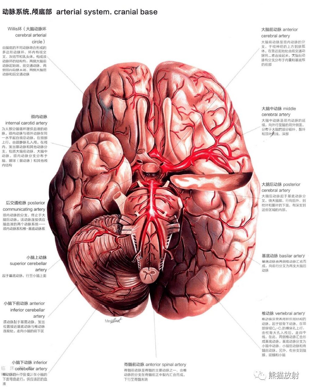 大脑动脉环图片图片
