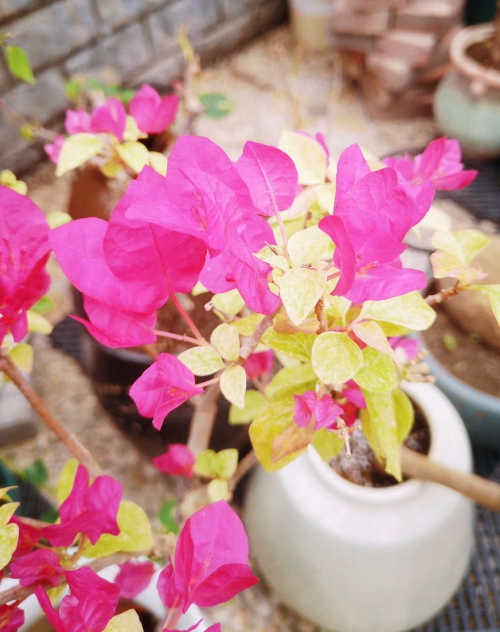 金边宫粉&桑博士三角梅 闪闪发光,娇艳欲滴