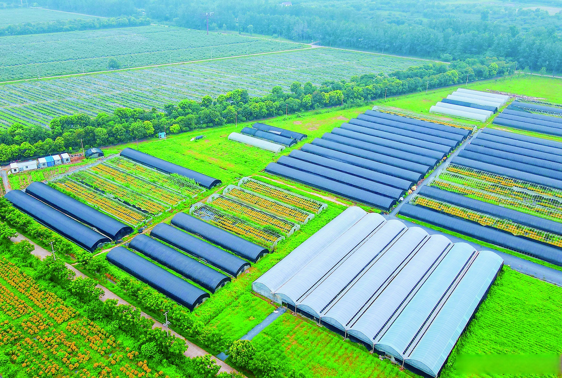 晚安如皋# 近日,如城街道沿河村高效农业种植基地生机勃勃,连片大棚