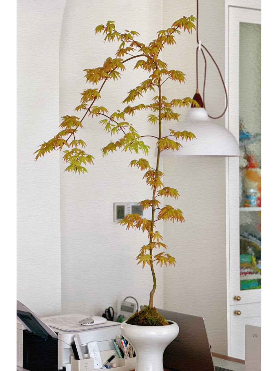 流泉枫|黄金流泉～ 春日雅士～黄金流泉枫,营造居家春日氛围… 还得是