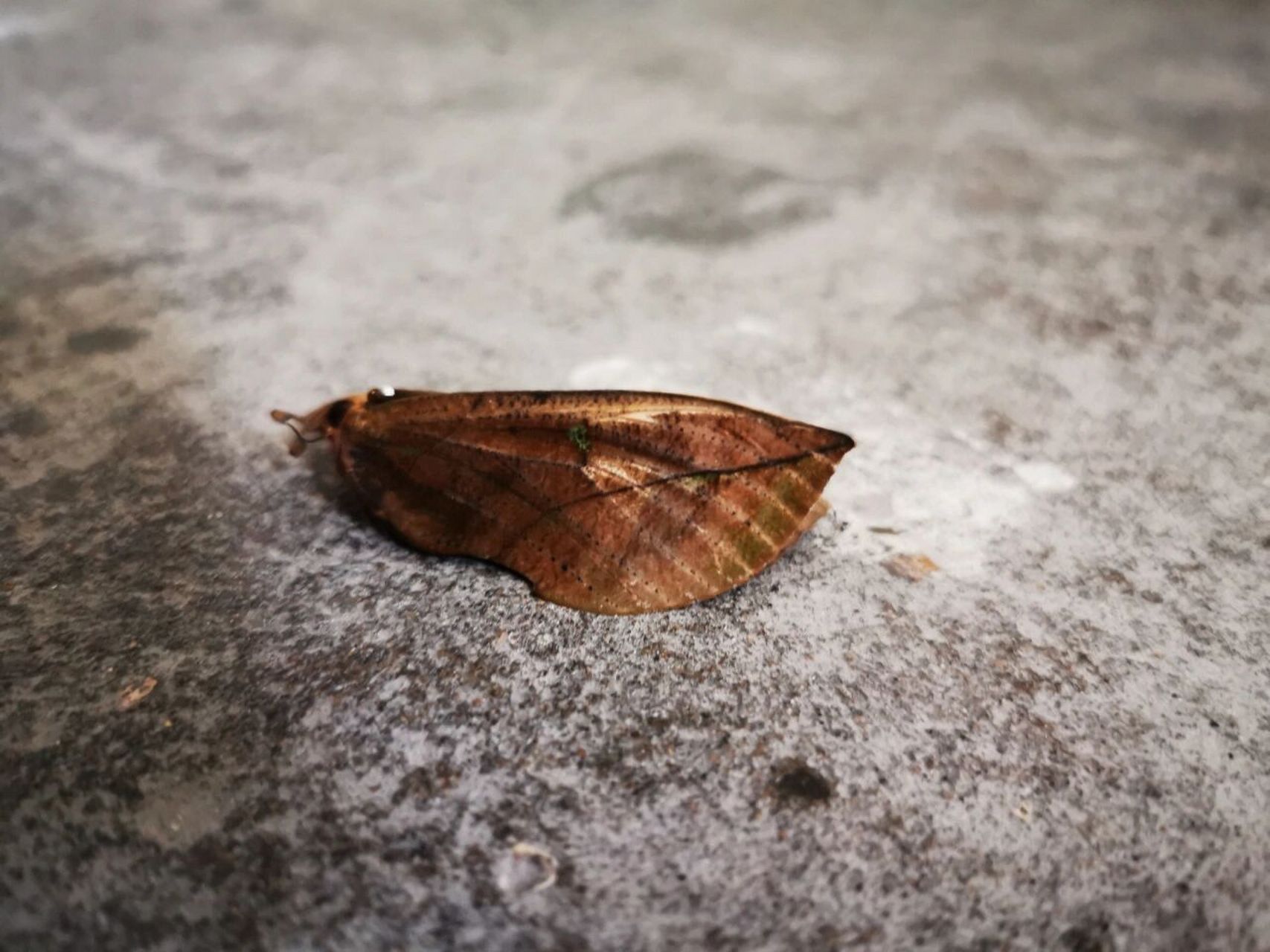 枯叶夜蛾 【枯叶夜蛾】鳞翅目夜蛾科