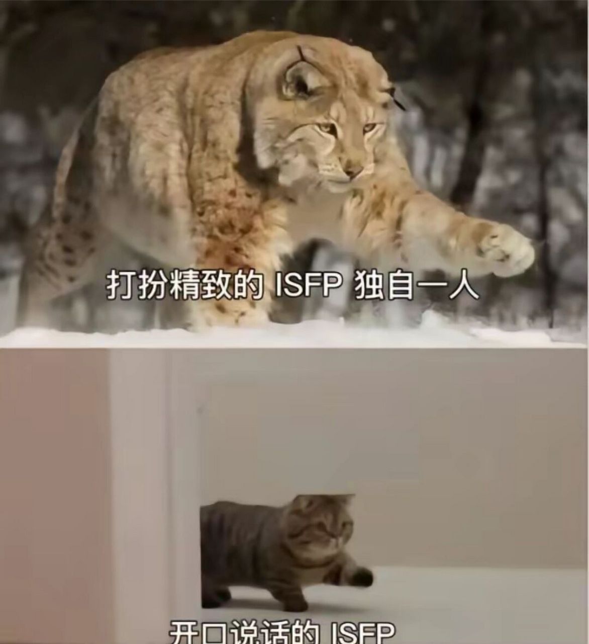 我靠是我啊 isfp型人格女生特点 我觉得形容isfp最好的词就是 随遇而