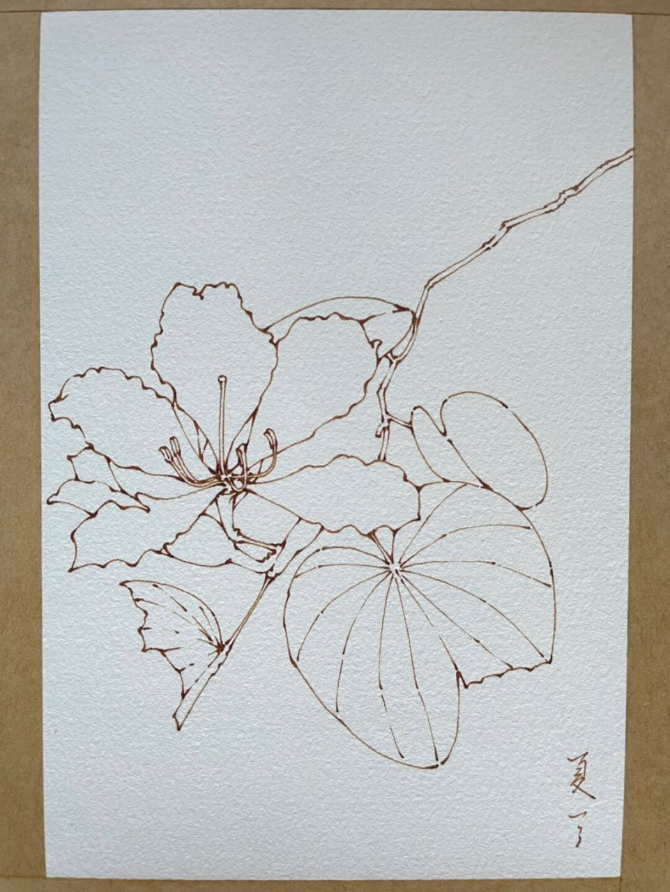 钢笔淡彩紫荆花～水彩花卉～内附线稿过程图～ 素材感谢 笔 英雄329