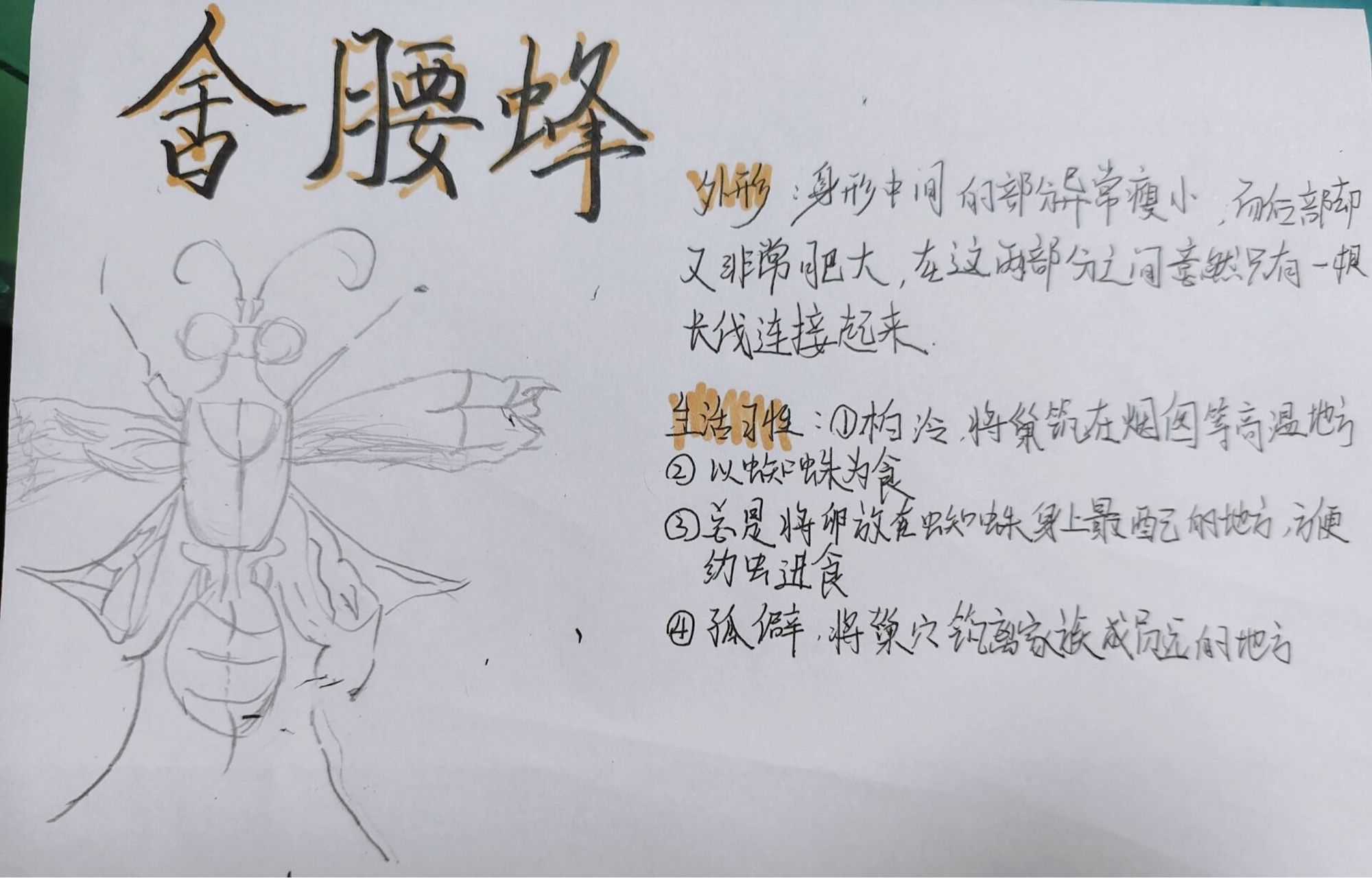 昆虫记昆虫档案一一舍腰蜂 快来抄作业