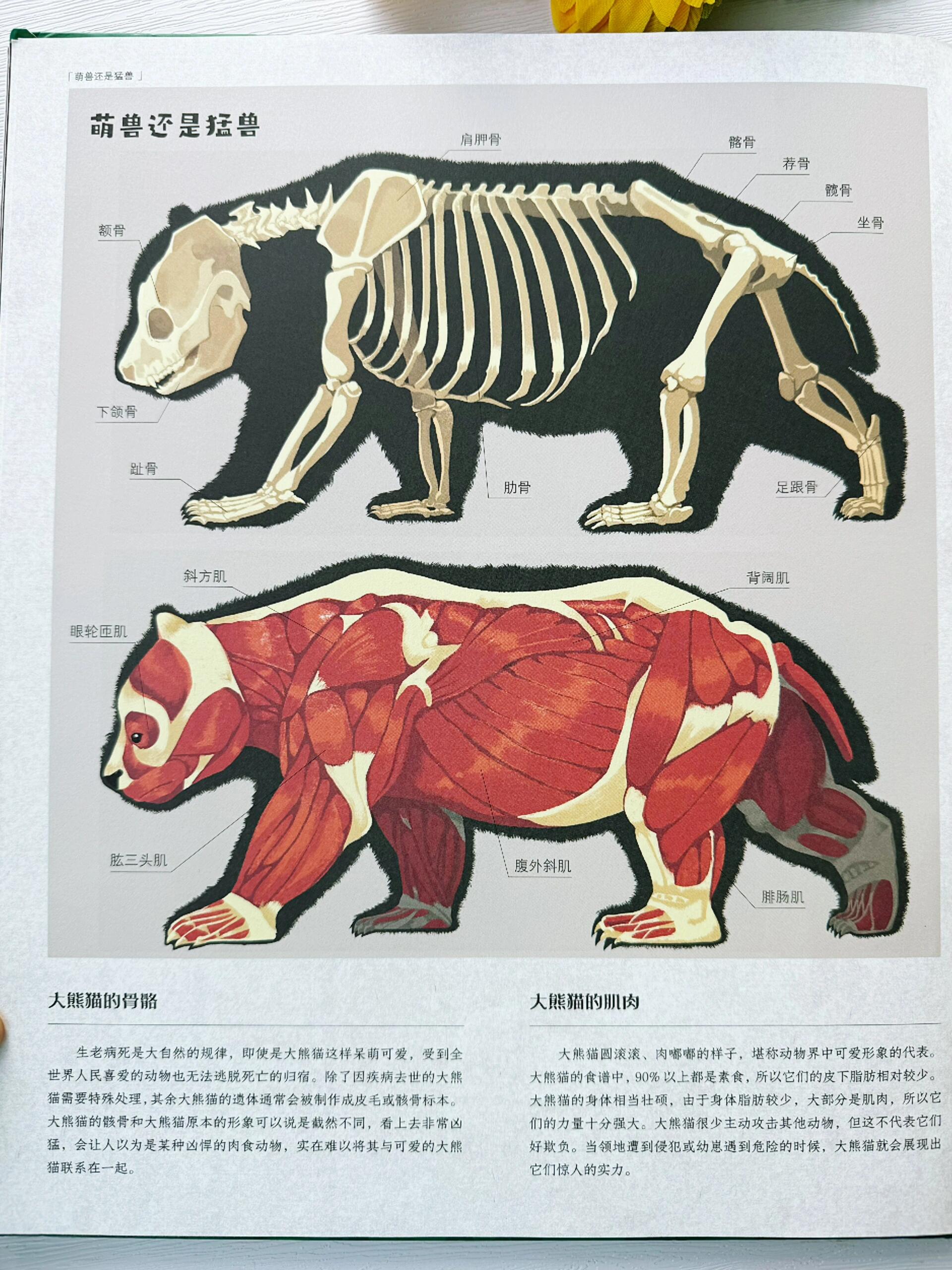 太涨知识‼️了解大熊猫,看这一本书就够了✅