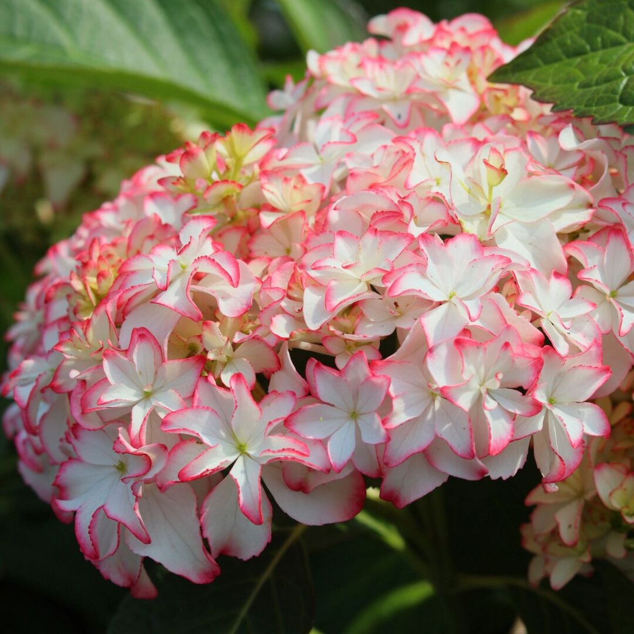 云之垚花卉# #绣球# #绣球卡伦