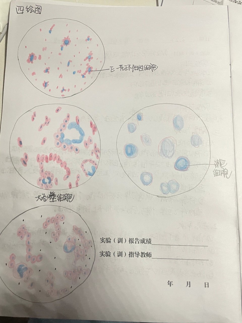 学实验报告 免疫细胞及功能观察 e-花环阳性细胞绘图 大吞噬细胞绘图