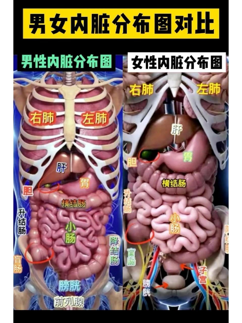 人体内脏分布图,如果有腹部疼痛可以对照作参考 (仅供参考,如有不适