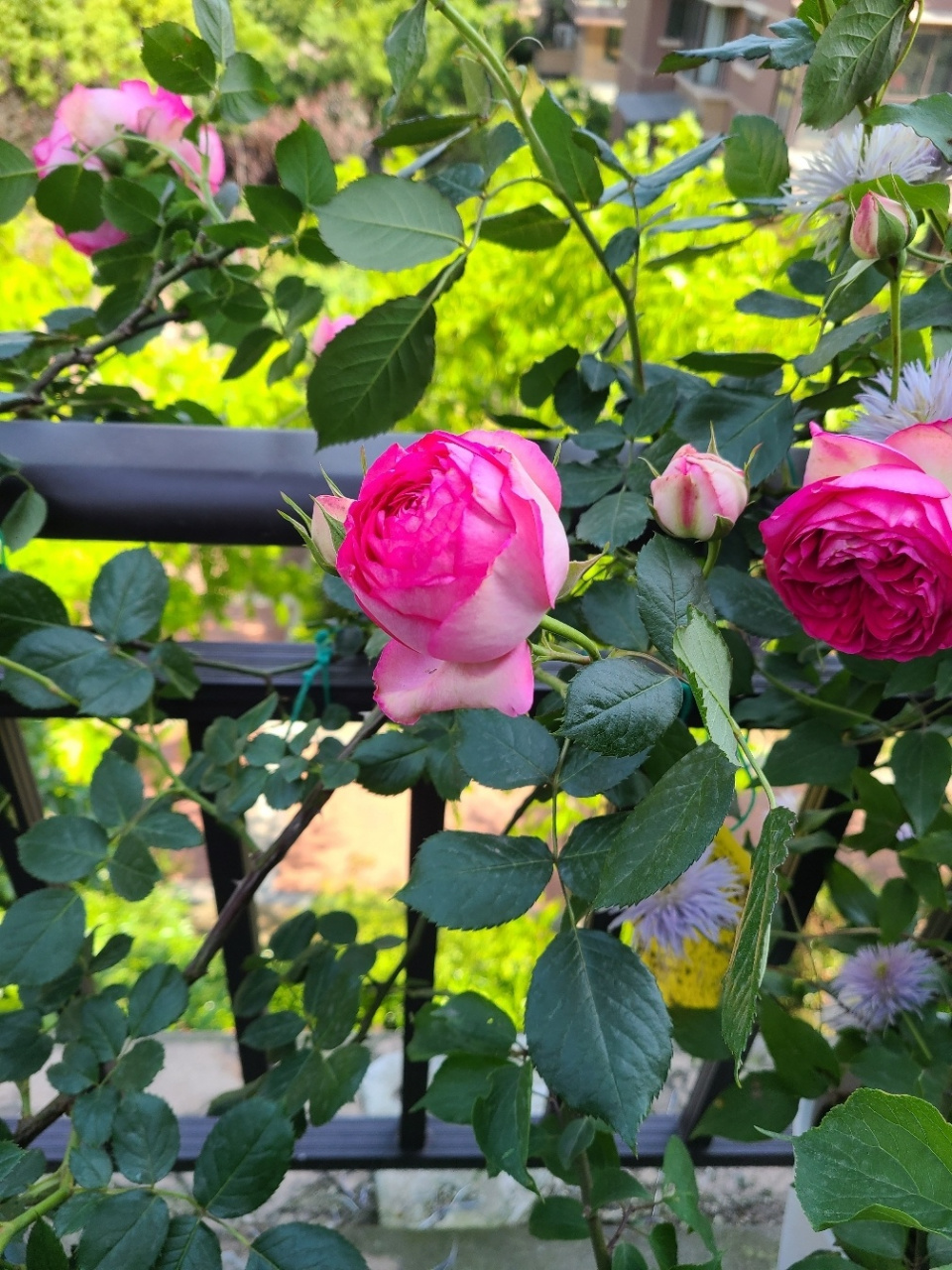 月季:深粉龙沙宝石 粉龙的加强版,颜色更加鲜艳,标配的大包子脸. 出色