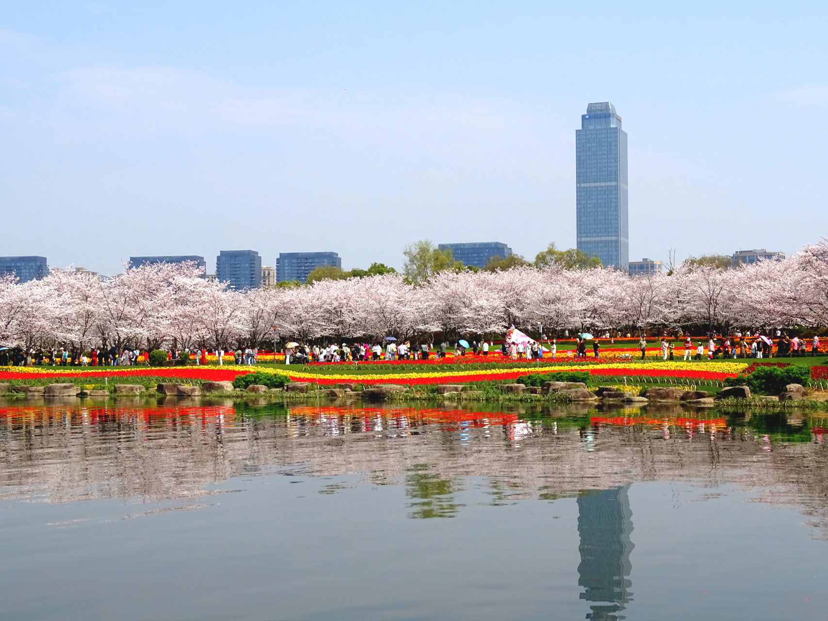满目樱花飞雪白,万朵郁金争娇艳.(拍摄于绍兴瓜渚湖)