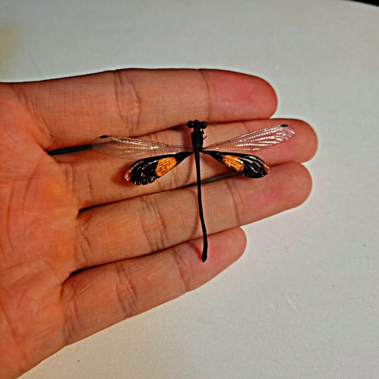 丽拟丝蟌 科普新知计划 丽拟丝蟌 (pseudolestes mirabilis kirby