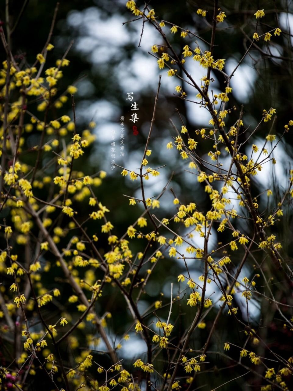 狗蝇腊梅为落叶灌木.树干多丛生,为黄褐色.