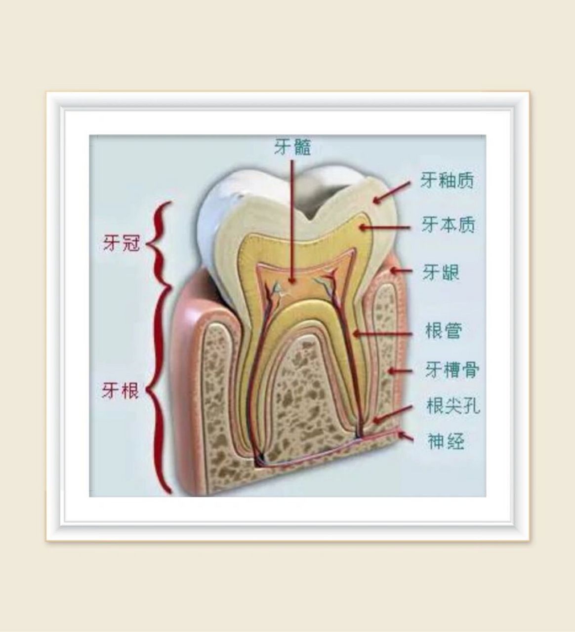 牙床解剖图图片