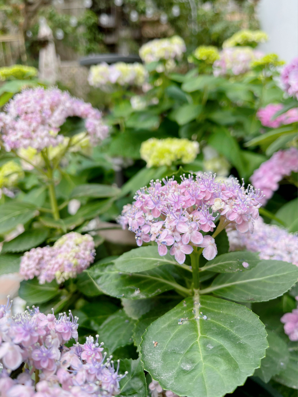 大花绣球:三河千鸟 花球直径:10-15cm 重瓣 枝条直立性好 不垂头 粉