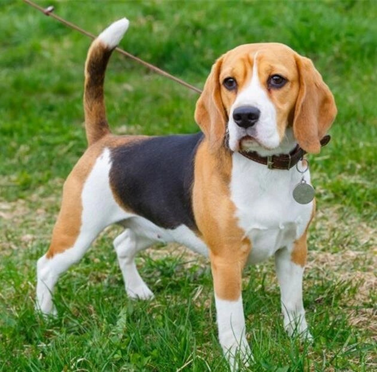 比格犬介绍 比格犬又称为米格鲁猎兔犬,在分类上属于狩猎犬.