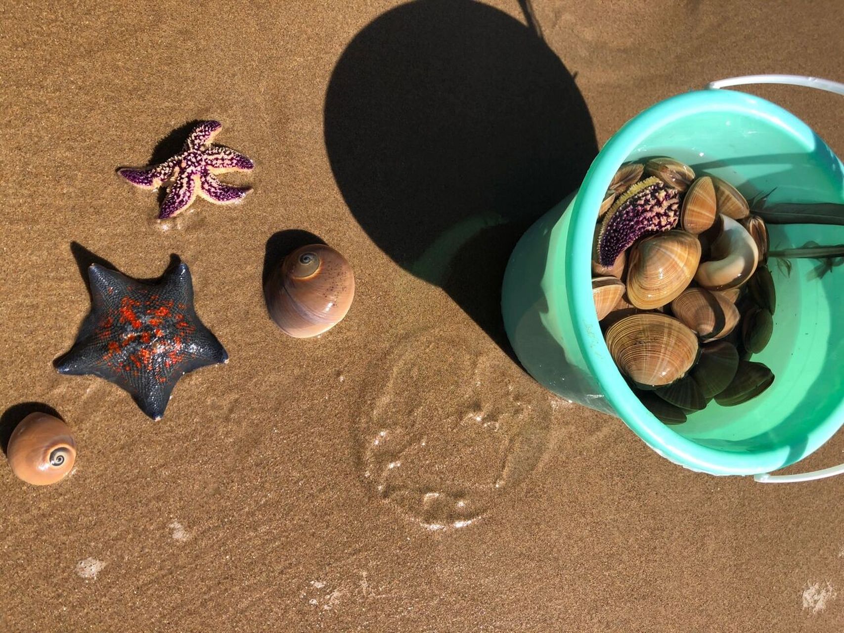 96早上五点多去的鸽子窝公园里赶海(酒店就在鸽子窝旁边,能看到