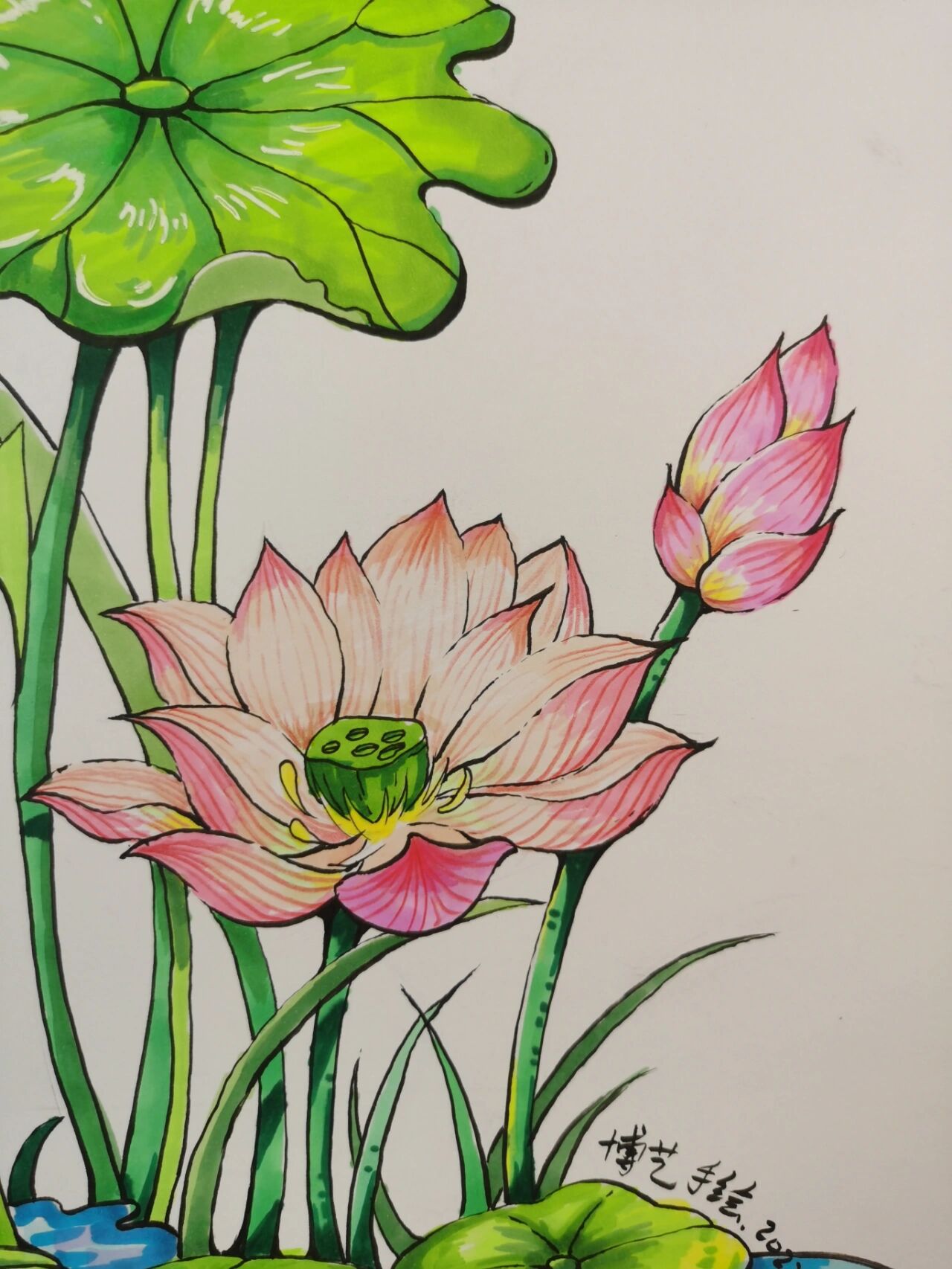 马克笔荷花上色素材,简单容易上手