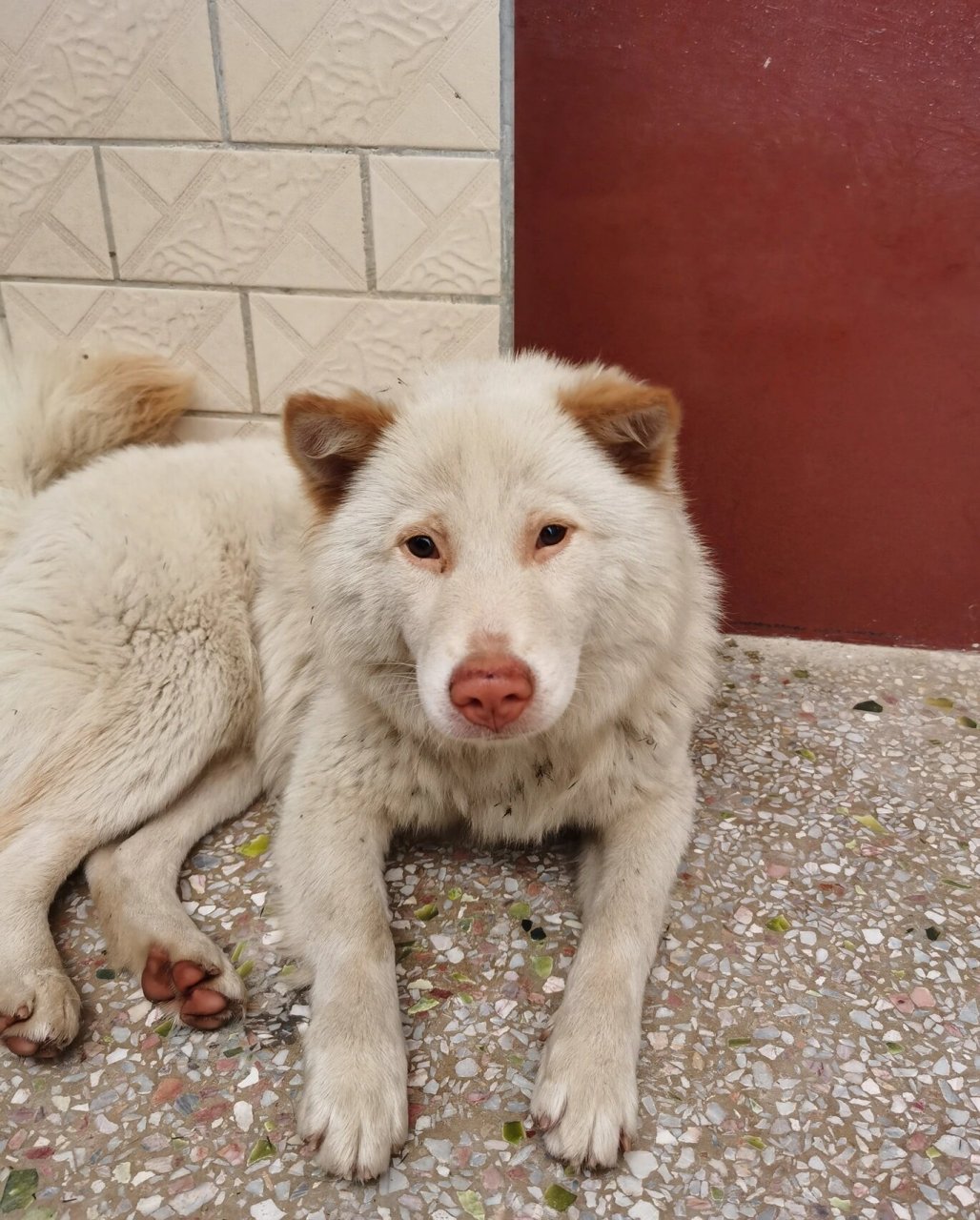 我家的白土松今天生宝宝啦,四只白色的小狗,不知道取什么名字好呢?