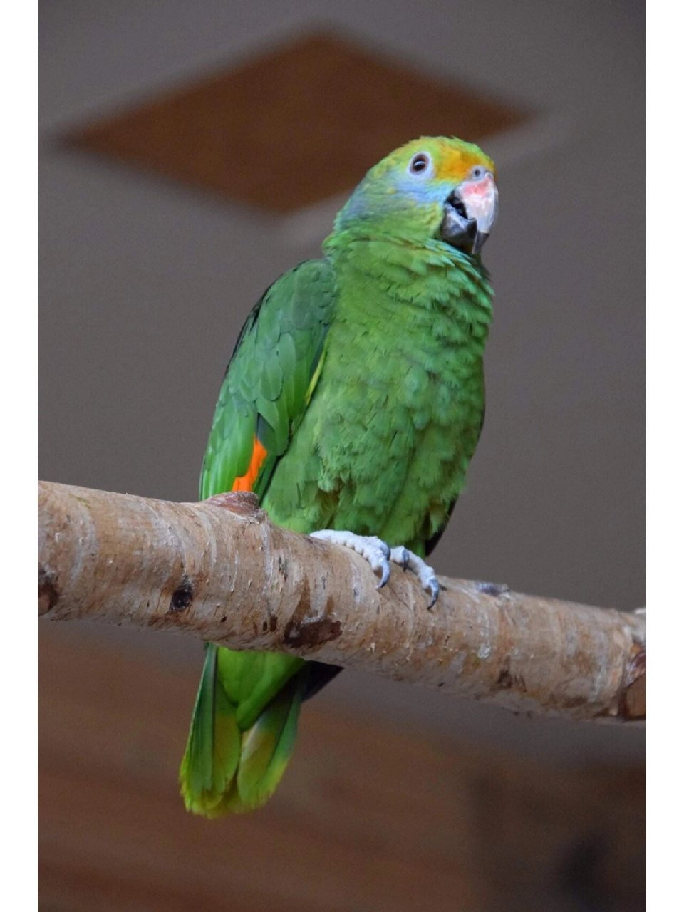 蓝颊亚马逊鹦鹉 又名:杜弗兰亚马逊鹦鹉 	 尺寸: 34厘米(13.