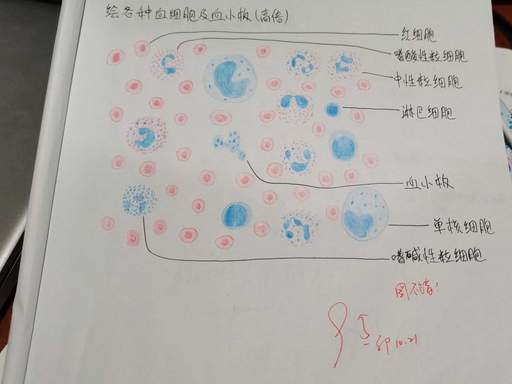 蛙血细胞手绘图片图片