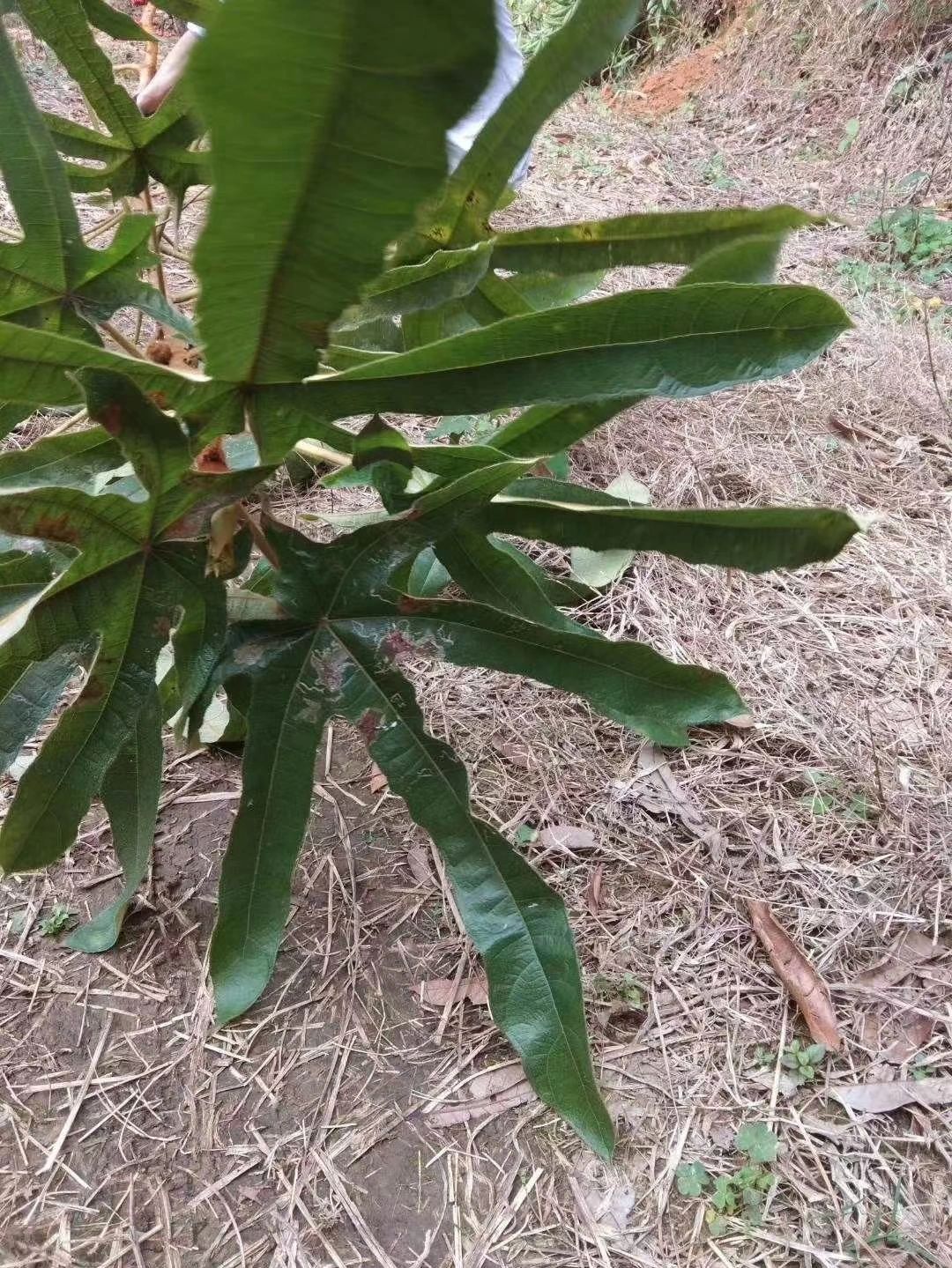 野生七指毛桃根