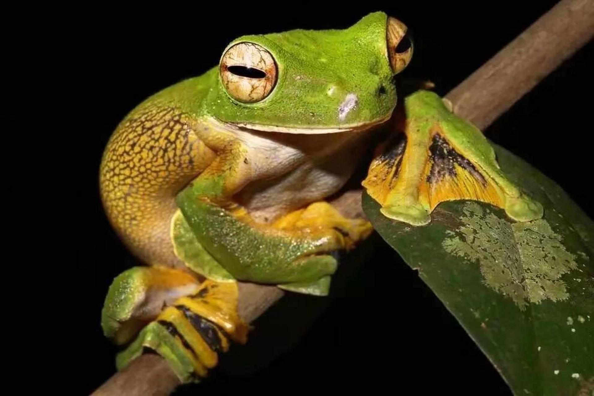 动物图册——黑掌树蛙 黑掌树蛙(rhacophorus nigropalmatus)属于树蛙