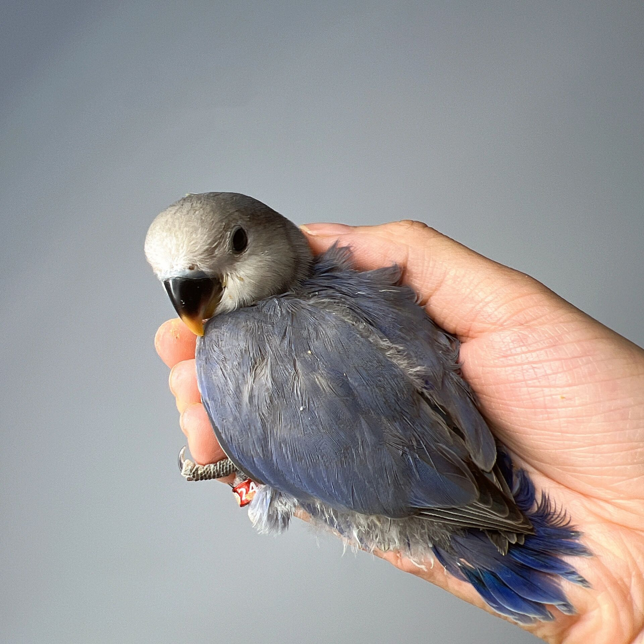 牡丹鹦鹉|紫罗兰(手养鹦鹉) 紫罗兰小鸡(未验卡)90350,颜值担当 手