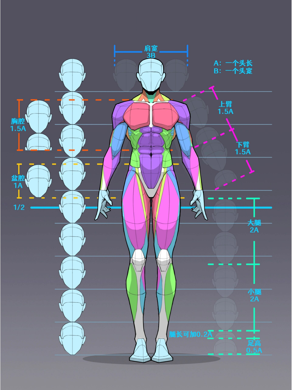 漫画人体比例口诀图片