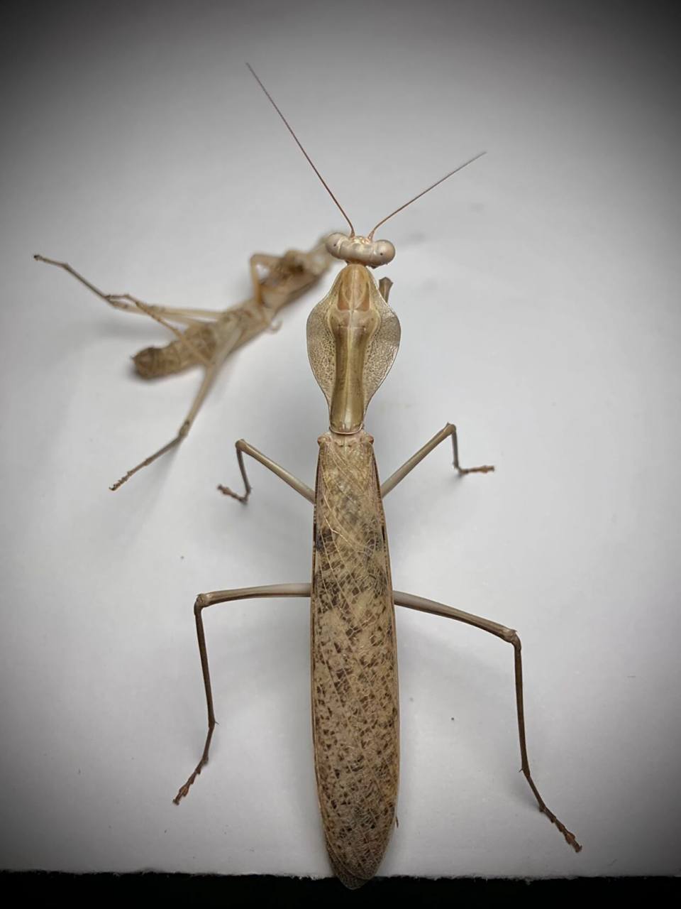 氏菱背螳雄性成虫～ 产于印尼的帝汶岛,这只是杂斑咸菜色[笑哭]#螳螂