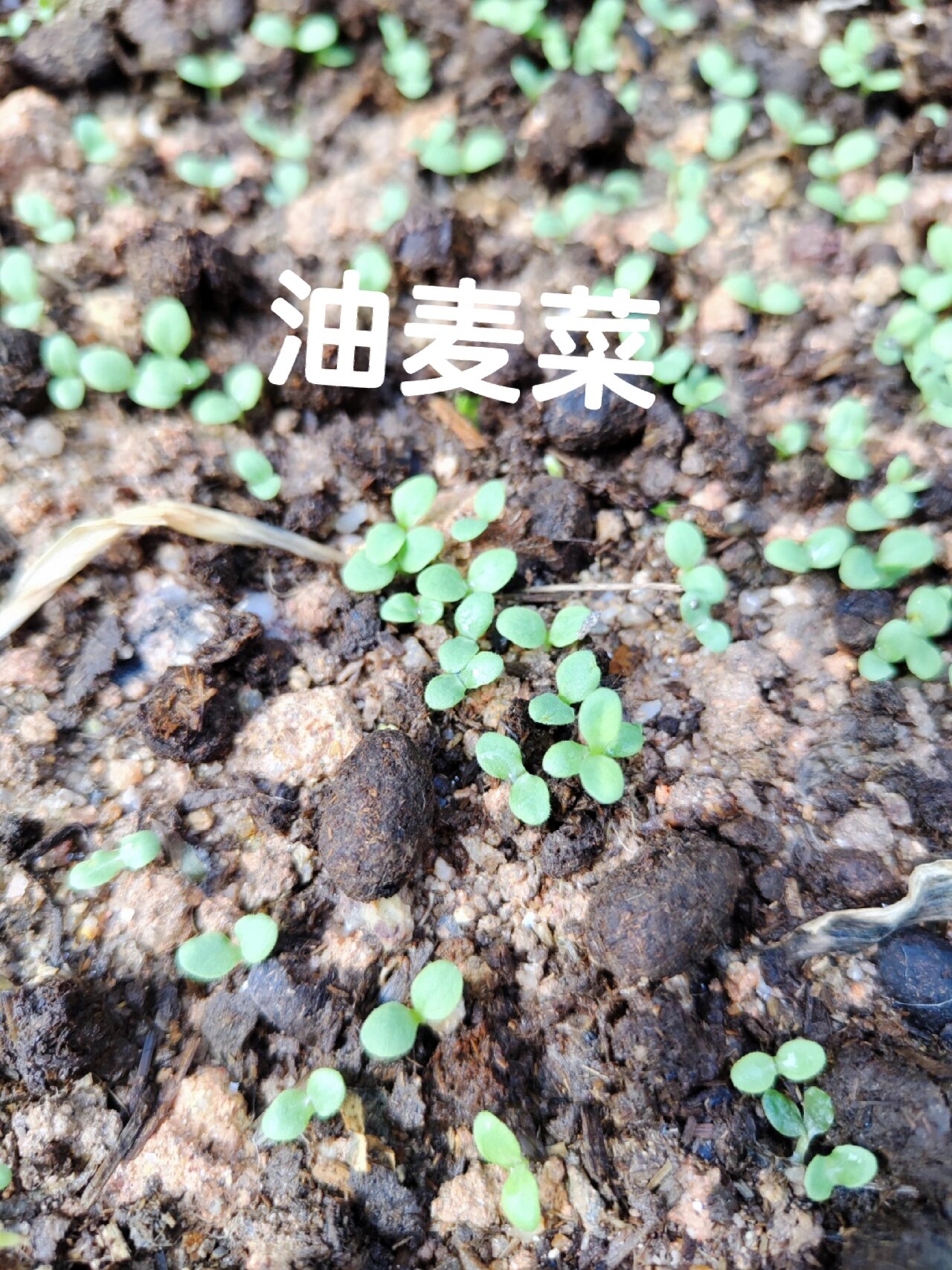 播种5天后油麦菜发芽了
