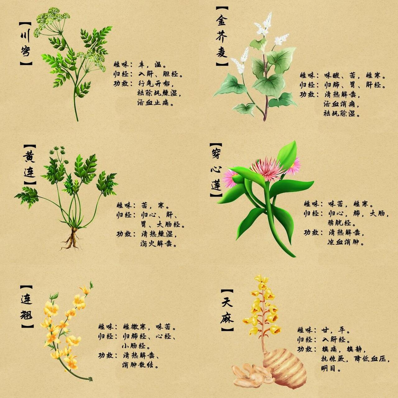 功效:行气开郁,祛除风燥湿,活血止痛.