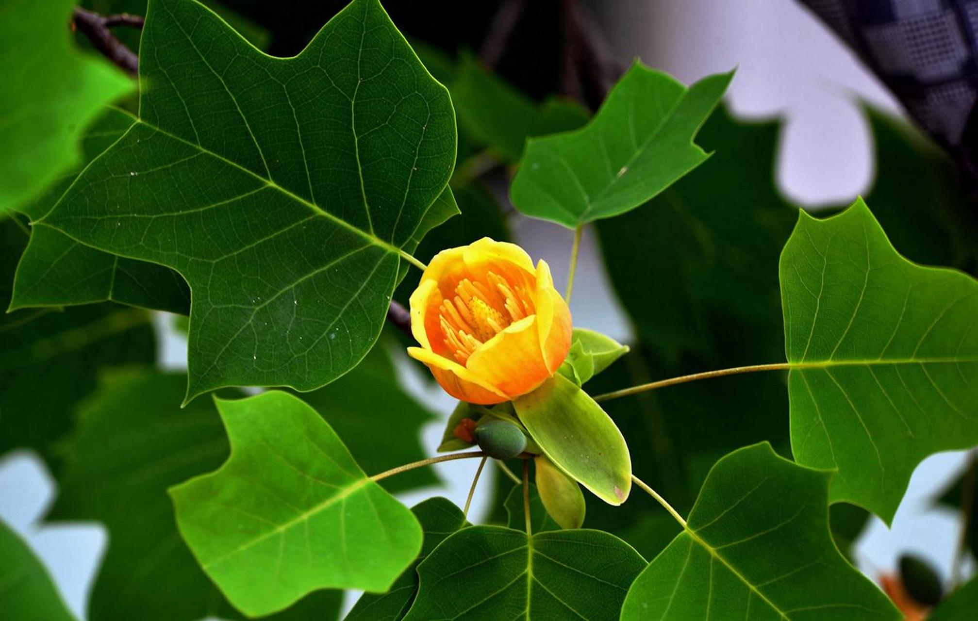 马褂木的叶子很像古代的马褂,因此唐玄宗赐名为马褂木.