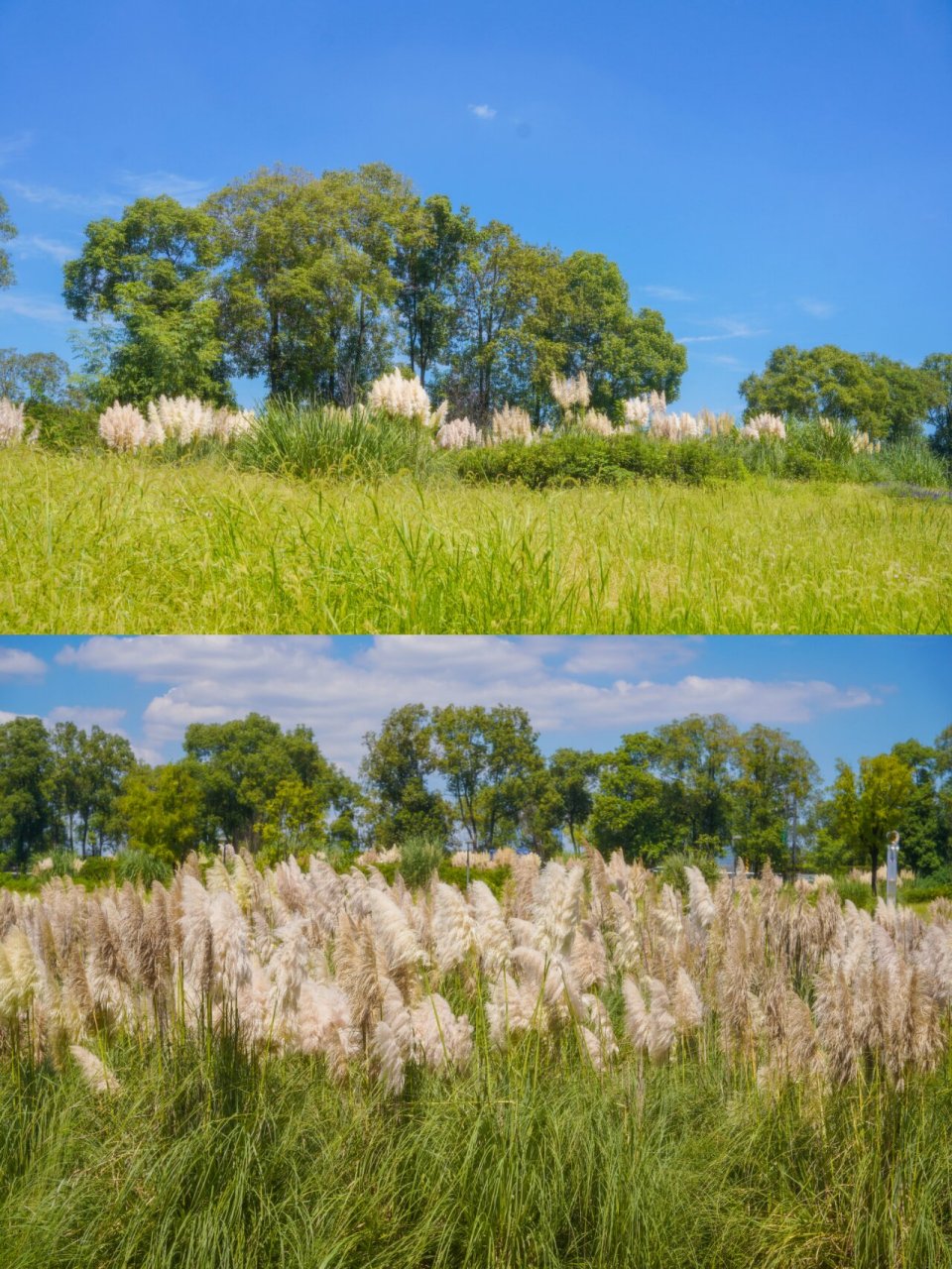 成都中和湿地公园芦苇荡拍照丨附详细攻略 9595 hi,你好啊,我是