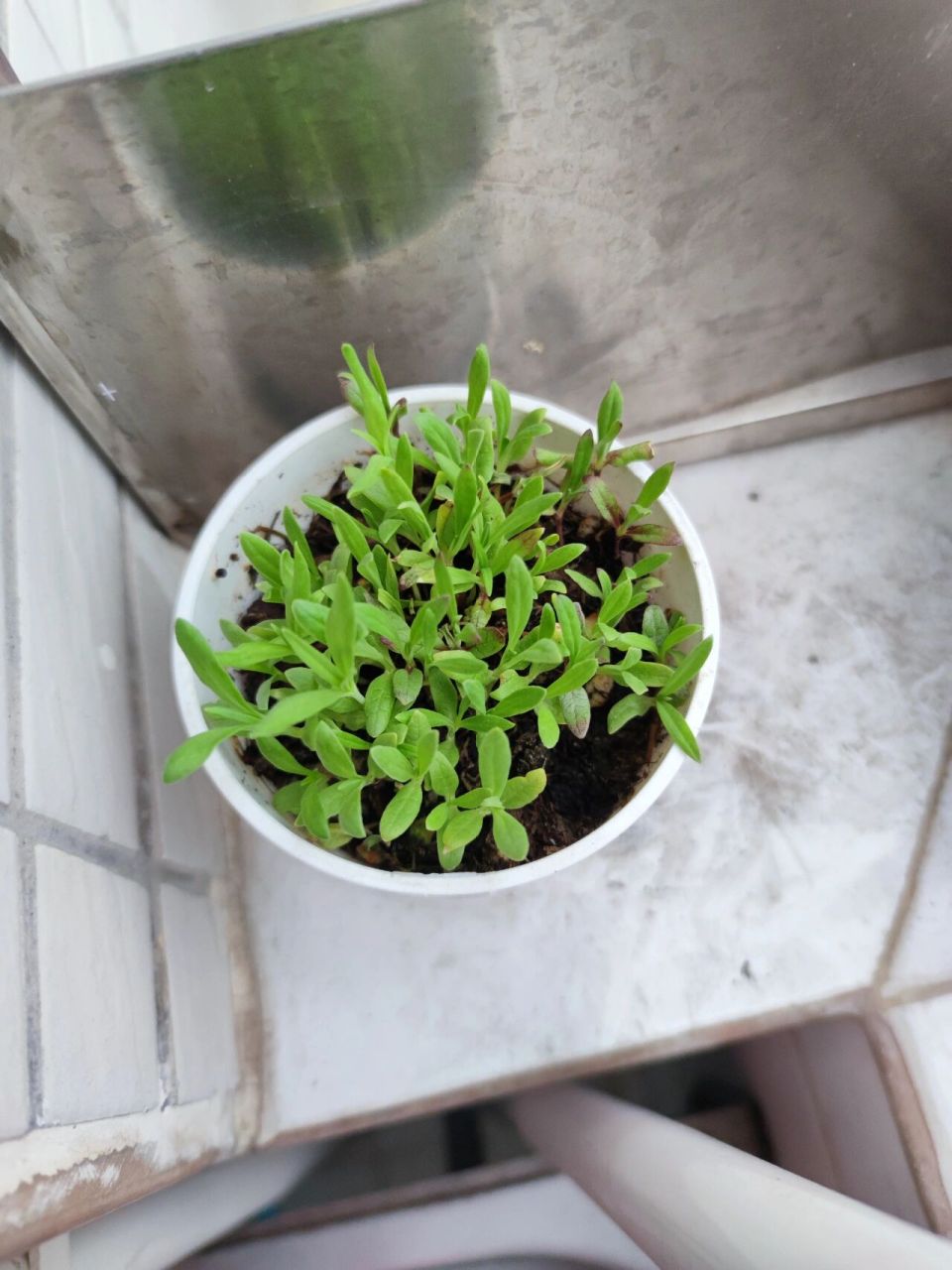 满天星种植记录-5(固根) 好久没有更新了,说一下为什么只有一盆.